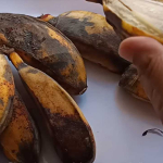 Tips Mengolah Pisang Terlalu Matang Agar Tidak Terbuang Menurut Mama Akbar Alicia