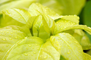 4 Tips Sederhana Menjaga Lingkungan Alam Versi Majalah Bobo: Mulai dari Langkah Kecil di Rumah