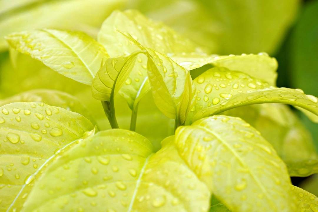 4 Tips Sederhana Menjaga Lingkungan Alam Versi Majalah Bobo: Mulai dari Langkah Kecil di Rumah