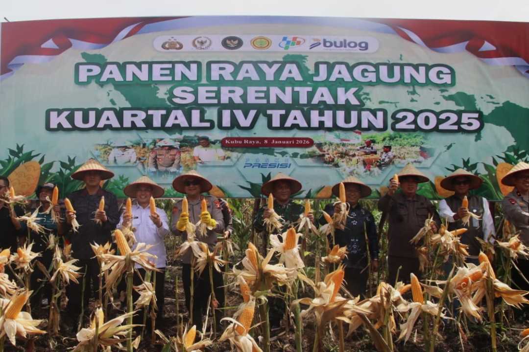 Cetak Rekor MURI! Kalbar Panen Raya Jagung Serentak di Bengkayang dan Kubu Raya