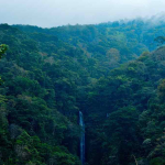 4 Juta Hektare Diaudit, 28 Perusahaan Kena Sanksi Pemerintah