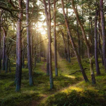 Pemerintah Perkuat Tata Kelola Kehutanan Menuju Indonesia Emas 2045