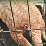 Perketat Pengawasan Satwa Dilindungi, BKSDA Terima Penyerahan Trenggiling Hasil Tangkapan Satgas Pamtas