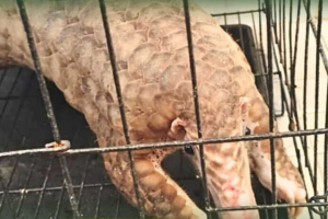 Perketat Pengawasan Satwa Dilindungi, BKSDA Terima Penyerahan Trenggiling Hasil Tangkapan Satgas Pamtas